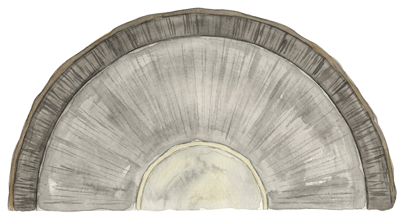Watercolor cross-section of a Plains Cottonwood trunk showing three concentric zones. A thin inner core represents the Stressed group at 30 days cash. A wide dominant middle ring represents the Striving group at 119 days. A narrow outer edge represents the Thriving group at 120 days.
